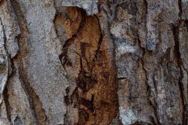 Doğal arka plan sert ve sert kabuk yüzeyini gösterir