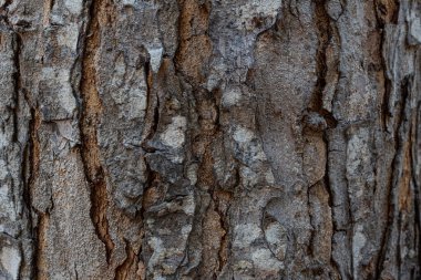 Doğal arka plan sert ve sert kabuk yüzeyini gösterir