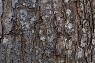 Doğal arka plan sert ve sert kabuk yüzeyini gösterir