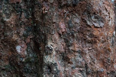 Engebeli ağaç kabuğunun doğal dokusu koyu ve kahverengi tonlarda..