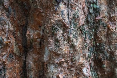 Ağaç kabuğu dokusunun çatlaklı ve soyulmuş katmanlı organik arkaplanı