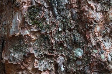 Ağaç kabuğu dokusunun çatlaklı ve soyulmuş katmanlı organik arkaplanı
