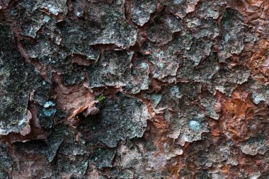 Ağaç kabuğu dokusunun çatlaklı ve soyulmuş katmanlı organik arkaplanı