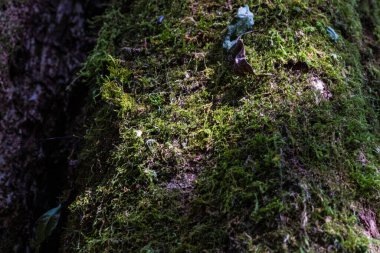 Koyu yaşlı ağaç kabuğunun yeşil yosunlarla kaplı yakın çekim dokusu..
