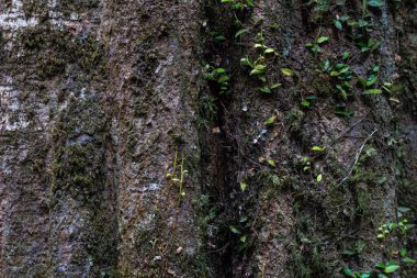 Koyu yaşlı ağaç kabuğunun yeşil yosunlarla kaplı yakın çekim dokusu..