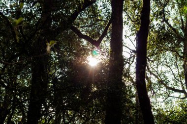 Güneş ışınları sık orman tepe örtüsünde akar ve güzel bir doğal ışık efekti yaratır.