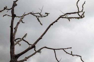 Büyük ölçüde yeşil yosunlarla kaplı yaşlı ağaç dallarının gri gökyüzüne yakın görüntüsü