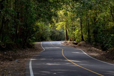 Sarmal asfalt yolu yoğun yeşil orman manzarasında benekli güneş ışığı altında kıvrılır..