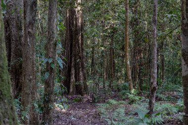 Kalın yapraklar ve ağaç gövdeleriyle gizemli orman iç kısımları gölgeli, doğal bir zemin oluşturuyor..