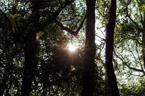 Güneş ışınları sık orman tepe örtüsünde akar ve güzel bir doğal ışık efekti yaratır.