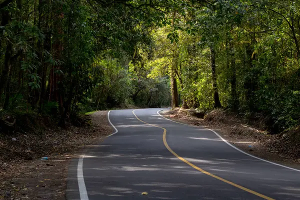 Sarmal asfalt yolu yoğun yeşil orman manzarasında benekli güneş ışığı altında kıvrılır..
