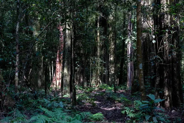 Kalın yapraklar ve ağaç gövdeleriyle gizemli orman iç kısımları gölgeli, doğal bir zemin oluşturuyor..