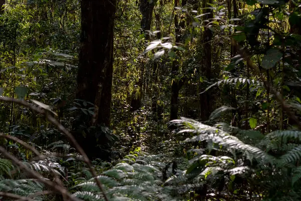 Kalın yapraklar ve ağaç gövdeleriyle gizemli orman iç kısımları gölgeli, doğal bir zemin oluşturuyor..