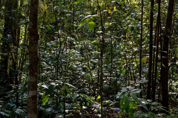 Kalın yapraklar ve ağaç gövdeleriyle gizemli orman iç kısımları gölgeli, doğal bir zemin oluşturuyor..