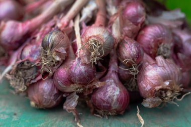 Çiğ Mor Şalgam Detaylı Makro Çekimi Pişirme Hazırlığı İçin Hazır