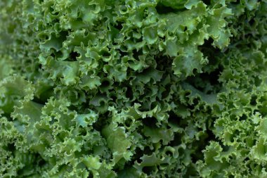 Canlı yeşil kıvırcık kıvırcık salata yaprakları taze dokuları gösteriyor..