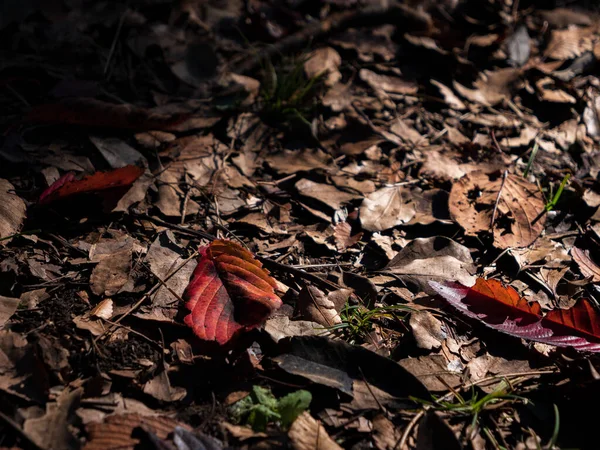 Upadłe Liście Jesienią Czerwonym Wymieszanym Brązowym Teksturowanym Tle — Zdjęcie stockowe