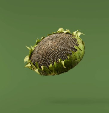 Yeşil zemine izole edilmiş taze organik ayçiçeği düşüyor. Yüksek çözünürlük