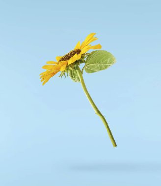 Havaya düşen taze organik ayçiçeği mavi arka planda izole edilmiş. Yüksek çözünürlük