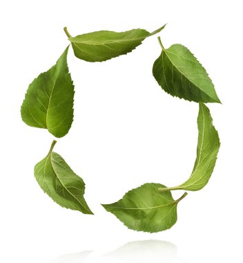 Taze organik Ayçiçeği Yaprağı beyaz arka planda izole bir şekilde havaya düşüyor. Yüksek çözünürlük