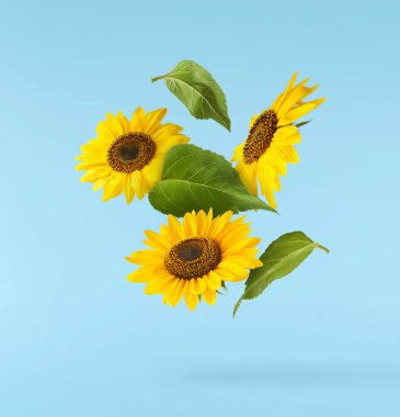 Havaya düşen taze organik ayçiçeği mavi arka planda izole edilmiş. Yüksek çözünürlük