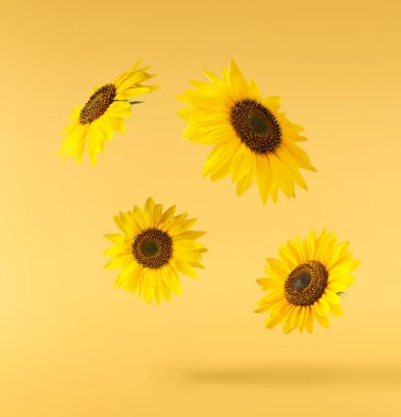 Havaya düşen taze organik ayçiçeği sarı arka planda izole edilmiş. Yüksek çözünürlük