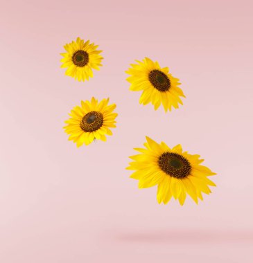 Pembe zemine izole edilmiş taze organik ayçiçeği düşüyor. Yüksek çözünürlük