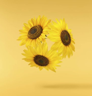 Havaya düşen taze organik ayçiçeği sarı arka planda izole edilmiş. Yüksek çözünürlük