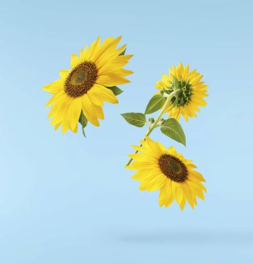 Havaya düşen taze organik ayçiçeği mavi arka planda izole edilmiş. Yüksek çözünürlük