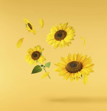Havaya düşen taze organik ayçiçeği sarı arka planda izole edilmiş. Yüksek çözünürlük