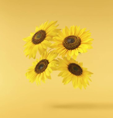 Havaya düşen taze organik ayçiçeği izole edilmiş arka plan. Yüksek çözünürlük