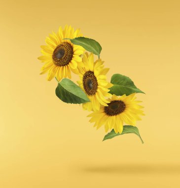 Havaya düşen taze organik ayçiçeği izole edilmiş arka plan. Yüksek çözünürlük