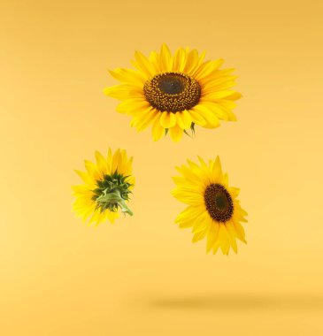 Havaya düşen taze organik ayçiçeği sarı arka planda izole edilmiş. Yüksek çözünürlük