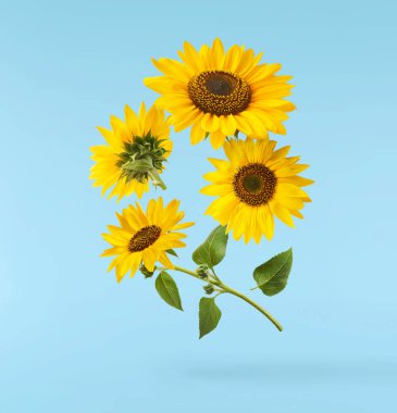 Havaya düşen taze organik ayçiçeği mavi arka planda izole edilmiş. Yüksek çözünürlük