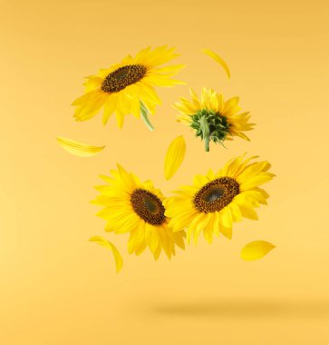 Havaya düşen taze organik ayçiçeği sarı arka planda izole edilmiş. Yüksek çözünürlük