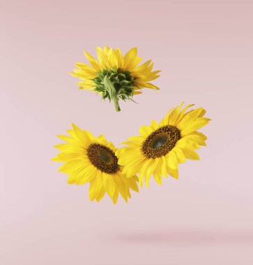 Havada uçuşan lezzetli çikolatalar. Yüksek çözünürlüklü yükselme