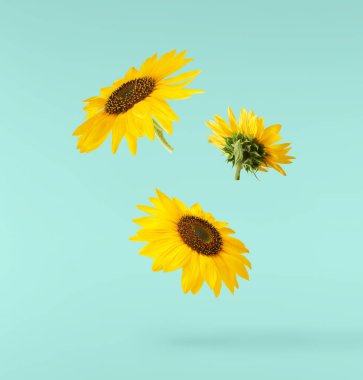 Havada uçuşan lezzetli çikolatalar. Yüksek çözünürlüklü yükselme