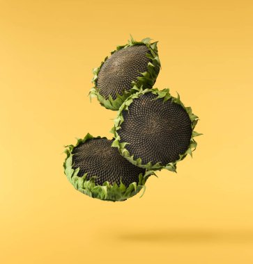 Havaya düşen taze organik ayçiçeği sarı arka planda izole edilmiş. Yüksek çözünürlük