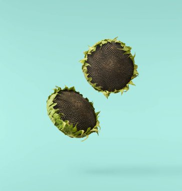 Havaya düşen taze organik ayçiçeği mavi arka planda izole edilmiş. Yüksek çözünürlük