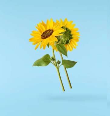 Havaya düşen taze organik ayçiçeği mavi arka planda izole edilmiş. Yüksek çözünürlük