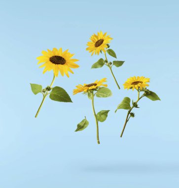 Havaya düşen taze organik ayçiçeği mavi arka planda izole edilmiş. Yüksek çözünürlük