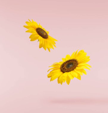 Pembe zemine izole edilmiş taze organik ayçiçeği düşüyor. Yüksek çözünürlük