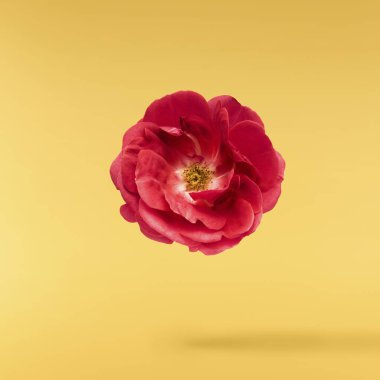 Güzel İngiliz Gülü, sarı arka planda izole bir şekilde havaya düşüyor. Yüksek çözünürlük.