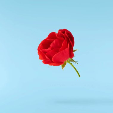 Güzel İngiliz Gülü mavi arka planda izole bir şekilde havaya düşüyor. Yüksek çözünürlük.