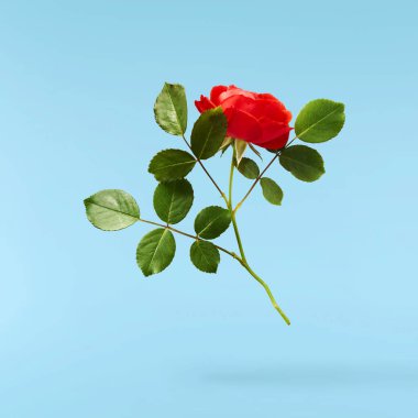 Güzel İngiliz Gülü mavi arka planda izole bir şekilde havaya düşüyor. Yüksek çözünürlük.