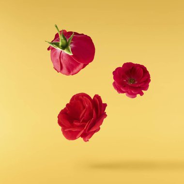 Güzel İngiliz Gülü, sarı arka planda izole bir şekilde havaya düşüyor. Yüksek çözünürlük.