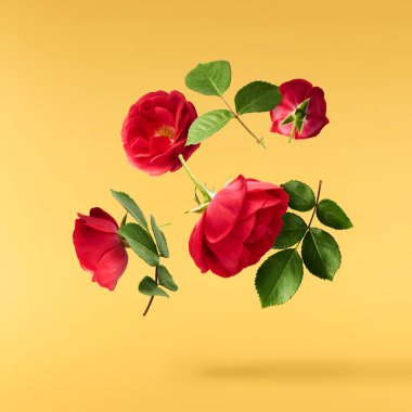 Güzel İngiliz Gülü, sarı arka planda izole bir şekilde havaya düşüyor. Yüksek çözünürlük.