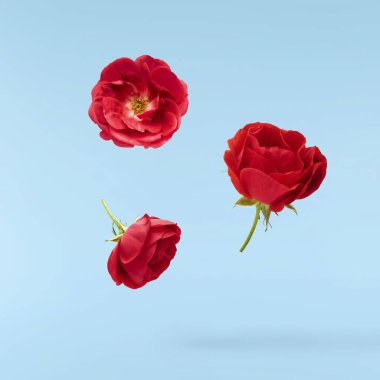 Güzel İngiliz Gülü mavi arka planda izole bir şekilde havaya düşüyor. Yüksek çözünürlük.
