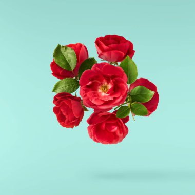 Güzel İngiliz Gülü, turkuaz arka planda izole bir şekilde havaya düşüyor. Yüksek çözünürlük.