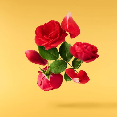 Güzel İngiliz Gülü, sarı arka planda izole bir şekilde havaya düşüyor. Yüksek çözünürlük.